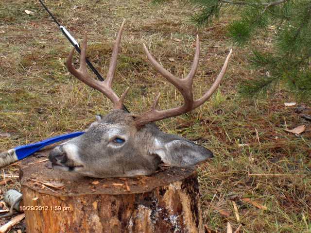 The head of my three point white tail setting on a stump.