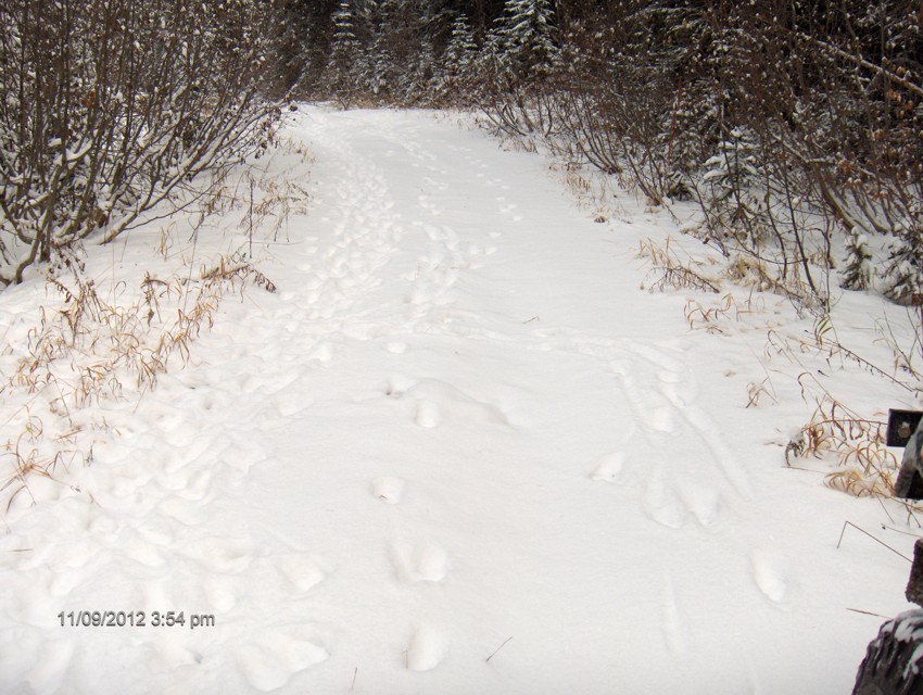 The local wolf pack's fresh tracks in the snow, in front of me.