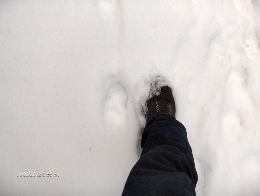 A wolf tracks in the snow, next to my foot and almost half as big.