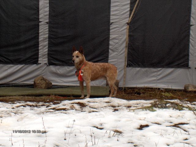 Zach guarding the front of my home.