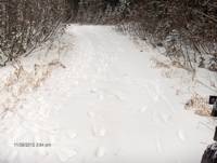 Wolf tracks in a snowy road